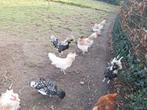 Padua kip beschikbaar 3hanen en 1 hen, Dieren en Toebehoren, Kip