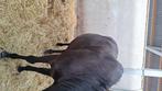 Weiland te huur gevraagt ravels, Weidegang, 2 of 3 paarden of pony's