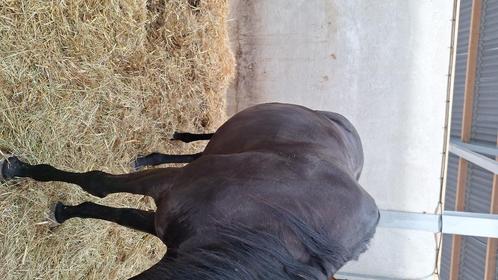 Weiland te huur gevraagt ravels, Dieren en Toebehoren, Stalling en Weidegang, Opfok, Stalling, Weidegang, 2 of 3 paarden of pony's