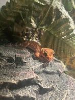 Underwoodisaurus milli man . ( dikstaartgekko), 0 tot 2 jaar