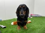 Teckel puberpup, België, Standaard, 15 weken tot 1 jaar, Reu
