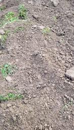 1,5 m³ aanvulgrond - teelaarde, Ophalen of Verzenden, Tuinaarde
