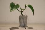 Epipremnum aureum, Huis en Inrichting, Kamerplanten, Ophalen of Verzenden
