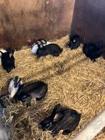 Slachtrijpe vleeskonijnen, Dieren en Toebehoren, Konijnen, Meerdere dieren, Groot, 0 tot 2 jaar