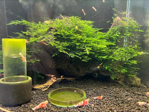 Taiwan Moss Taxiphyllum, Dieren en Toebehoren, Vissen | Aquaria en Toebehoren, Plant(en), Steen of Hout