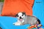 Prachtige Mopshond pups, België, Overige rassen, CDV (hondenziekte), 8 tot 15 weken