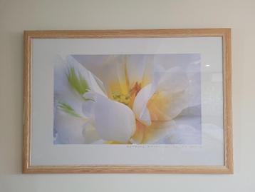 Kader in hout met glas met poster van bloem  beschikbaar voor biedingen