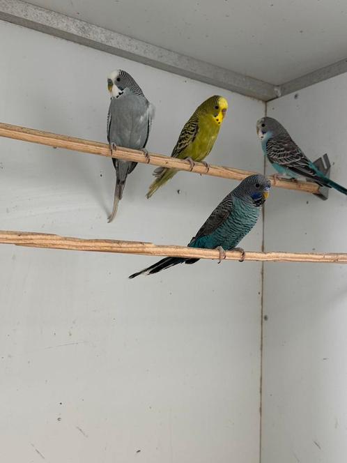 Bwbf en splitten, Dieren en Toebehoren, Vogels | Parkieten en Papegaaien, Parkiet, Meerdere dieren, Geringd