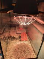 Broedeieren Jumbo Kwartel, Animaux & Accessoires, Volatiles, Dinde