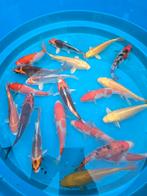 Japanse koi, Dieren en Toebehoren, Vissen | Vijvervissen