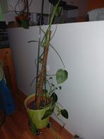 Monstera, Enlèvement