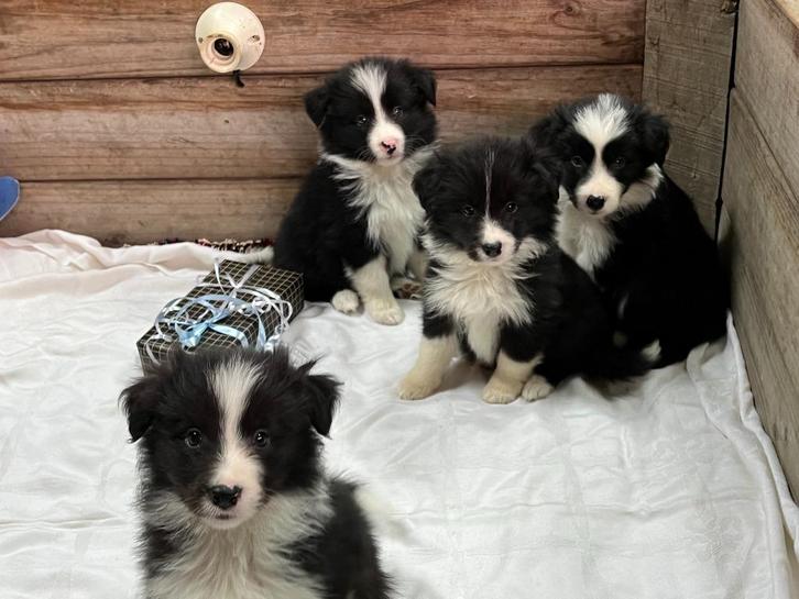 border-colliepups, Dieren en Toebehoren, Honden | Herdershonden en Veedrijvers, Meerdere dieren, Collie, Fokker | Hobbymatig, Eén hond