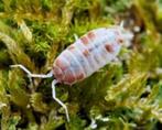 Procellionides pruinosus "Orange Koi", Overige soorten