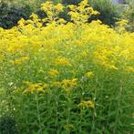 plante : solidago: racines/jeunes pousses (5 racines/3,00 €), Ophalen, Volle zon, Vaste plant, Siergrassen