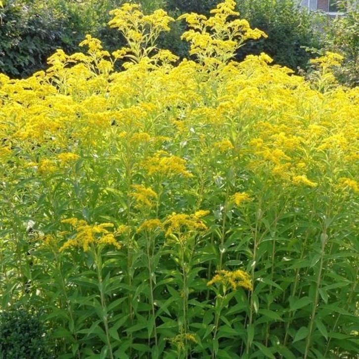 plante : solidago: racines/jeunes pousses (5 racines/3,00 €), Tuin en Terras, Planten | Tuinplanten, Vaste plant, Siergrassen