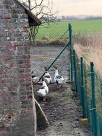 Ganzen, Dieren en Toebehoren