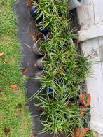 Siergrassen, Tuin en Terras, Planten | Tuinplanten, Ophalen, Siergrassen