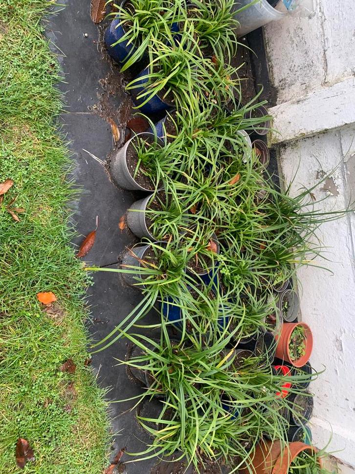 Siergrassen, Tuin en Terras, Planten | Tuinplanten, Siergrassen, Ophalen