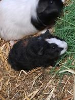Te koop, jong beertje krul, Dieren en Toebehoren, Knaagdieren, Cavia, Mannelijk, Juli, Tam