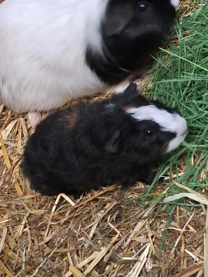 Te koop, jong beertje krul, Dieren en Toebehoren, Knaagdieren, Mannelijk, Cavia, Juli, Tam