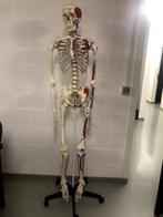 Anatomisch skelet met spier- en botmarkeringen, Diversen, Schoolbenodigdheden, Ophalen