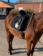 Dressuurzadel  euroriding titan 2 16,5inch, Dieren en Toebehoren, Paarden en Pony's | Zadels, Ophalen, Gebruikt, Dressuur