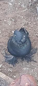 Duif  30€ koppel  Hongarije, Plusieurs animaux, Autres espèces