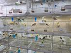 Canaris raza español opal jeune est de couleur, Dieren en Toebehoren, Vrouwelijk