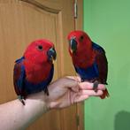 Eclectus vrouwelijk EAM 2025, Vrouwelijk, Papegaai, Geringd