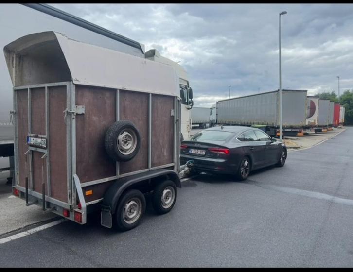 Lehnen paardentrailer met werk aan, Dieren en Toebehoren, Paarden en Pony's | Trailers en Aanhangwagens, Ophalen