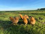 Jonge Wyandotte kriel Buff Kleur kippen gesekst + ingeënt, Dieren en Toebehoren, Vrouwelijk, Kip