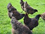 Broedeieren Barnevelders groothoender, Poule ou poulet, Plusieurs animaux