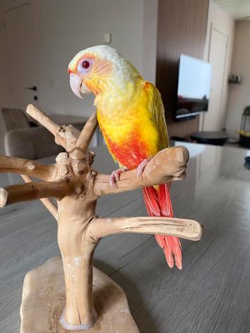 CONURE PYRRHURA EAM LUTINO Man 2025 beschikbaar voor biedingen