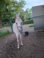 Kleine c pony, Merrie, B, Gechipt, C pony (1.27m tot 1.37m)