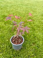 Acer, Tuin en Terras, Planten | Tuinplanten, Ophalen, Vaste plant