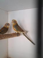 Roodrugparkieten, roodruggen, roodrugparkiet koppel 2025, Dieren en Toebehoren, Vogels | Parkieten en Papegaaien, Meerdere dieren