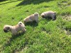 Mopshond pups, 15 weken tot 1 jaar, Overige rassen, Buitenland, CDV (hondenziekte)