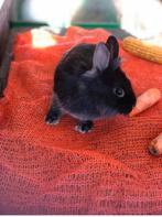 Leeuwenkopje konijn konijnen dwerg konijntjes konijnen, Meerdere dieren