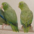 Forpus Passerinus - Groenstuitdwergpapegaaien, Dieren en Toebehoren