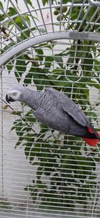 Perroquet gris du gabon, perroquet jaco + la grande cage, Papegaai