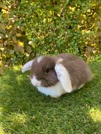 Nederlands hangoorkonijntje mannetje, Dieren en Toebehoren, Konijnen