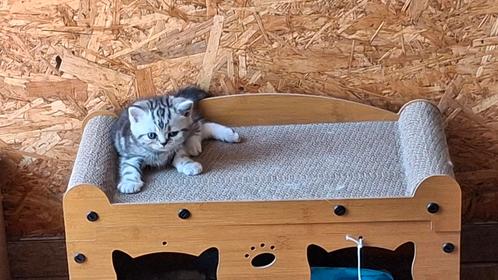 Britse korthaar, Dieren en Toebehoren, Hondenspeelgoed, Zo goed als nieuw, Ophalen of Verzenden