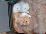 Twee leeuw koptjes rammekes 12 weken gratis, Animaux & Accessoires, Lapins