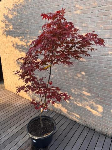 Japanse esdoorn  Acer Palmatum “ bloodgood “ beschikbaar voor biedingen