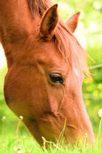 Bijzondere Merrie te Koop – Lucitano x Arabier, Dieren en Toebehoren, Paarden, Merrie, Minder dan 160 cm, Zadelmak, Gechipt