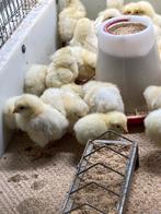 Kuikens poule de bresse, Dieren en Toebehoren, Geslacht onbekend, Kip