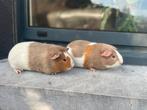 Jonge cavia’s, Dieren en Toebehoren, Cavia, Vrouwelijk, Tam, September