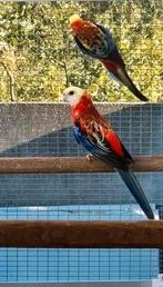 Opaline bleekkoppen, Dieren en Toebehoren