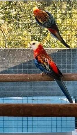 Opaline bleekkoppen, Dieren en Toebehoren, Vogels | Parkieten en Papegaaien