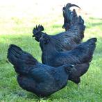 Poulets vaudou noirs - Ayam Cemani - Livraison gratuite